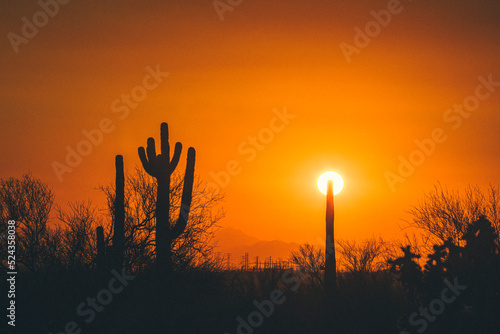 Cactus silhouettes in the Arizona mountains