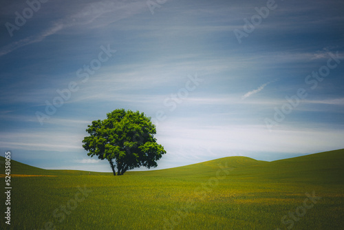 A lonely tree, Palouse, Eastern Washington photo