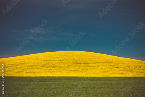 Yellow and green fields  Palouse  Eastern Washington