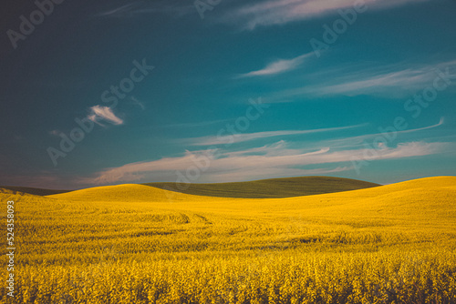 Yellow and green fields  Palouse  Eastern Washington