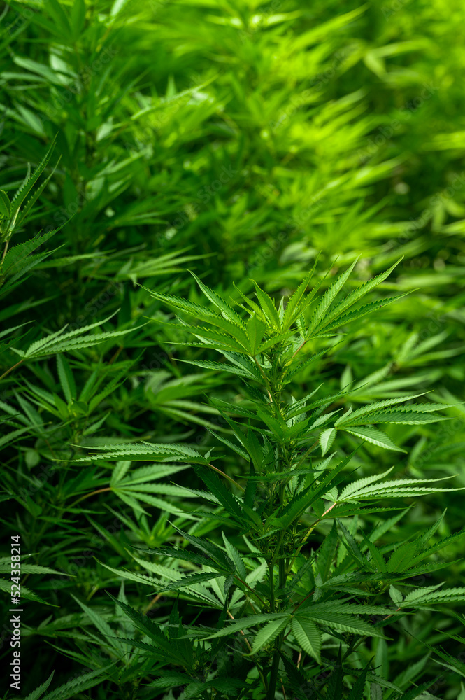 a field of cannabis on a farm during a sunny afternoon a field of cannabis on a farm during a sunny afternoon