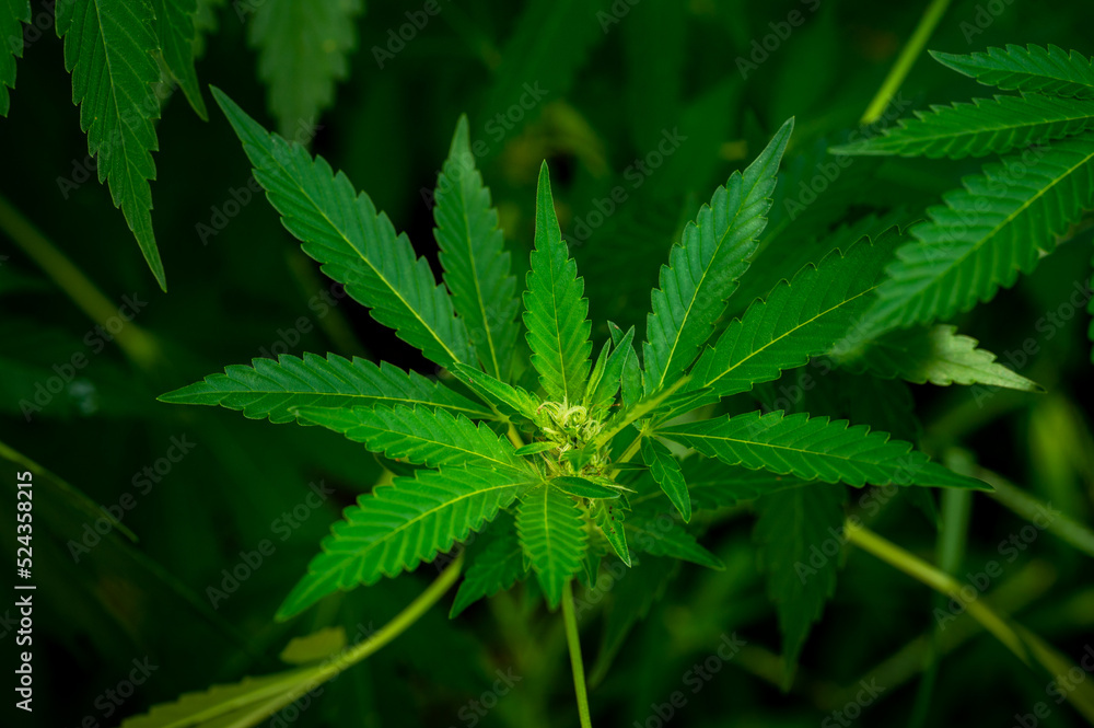 a small bud on a green cannabis plant a small bud on a green cannabis plant