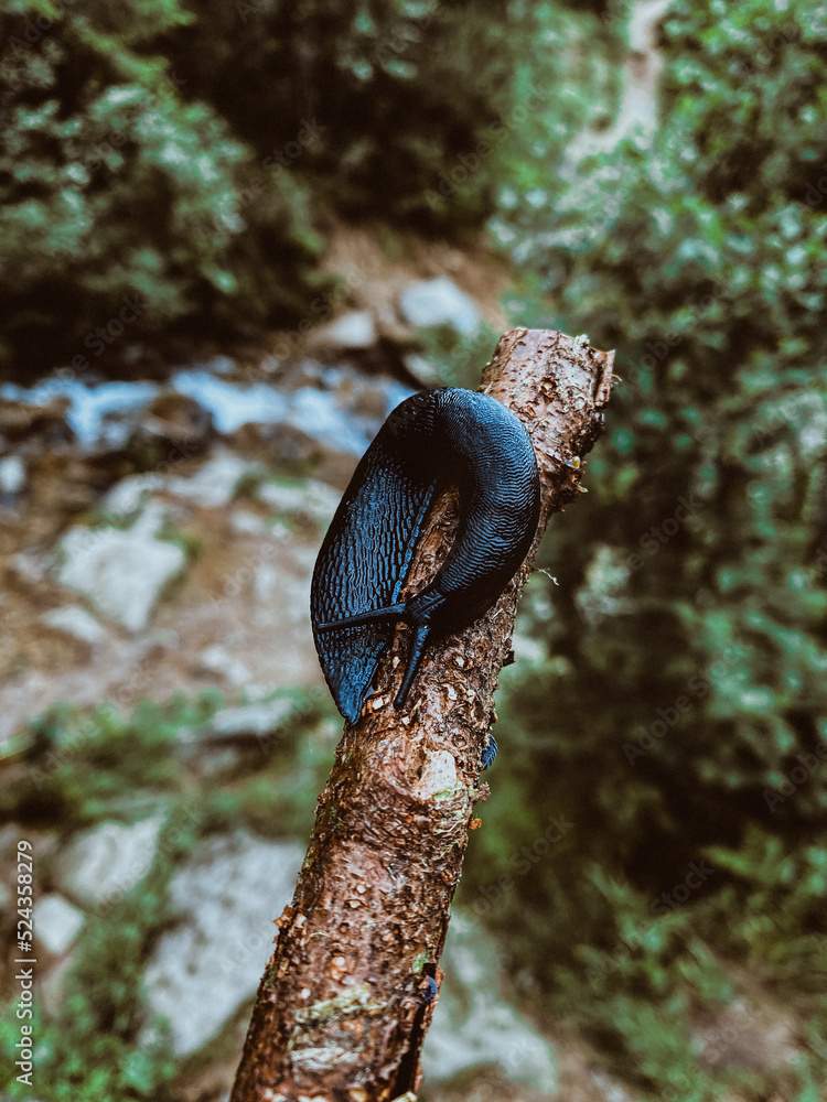 Blue slug on a wooden stick Blue slug on a wooden stick