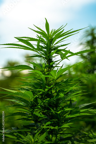 a tall cannabis plant on a farm during a sunny afternoon