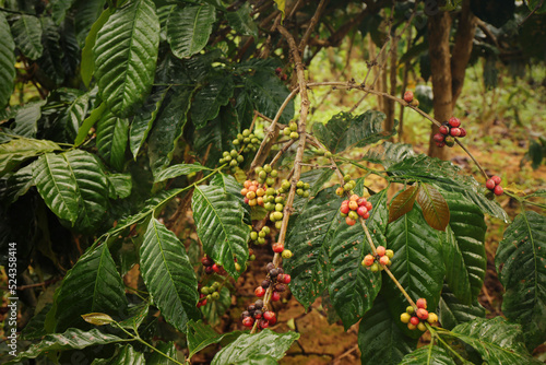 Fototapeta Naklejka Na Ścianę i Meble -  Closeup of coffee fruit in coffee farm, Vietnam.