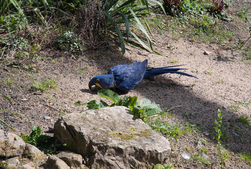 Blue hyacinth macaw parrot in wuppertal Green Zoo in Germany photo