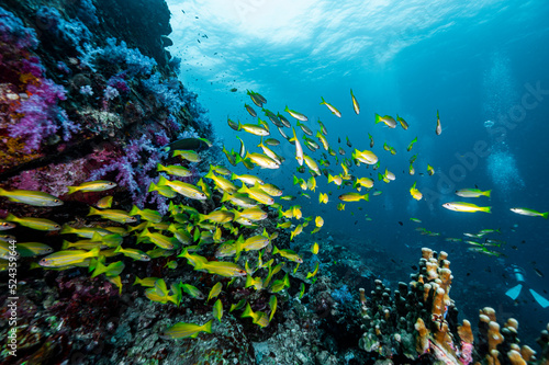 shoal of fish in the tropical waters at the Andaman Sea in Thailand photo