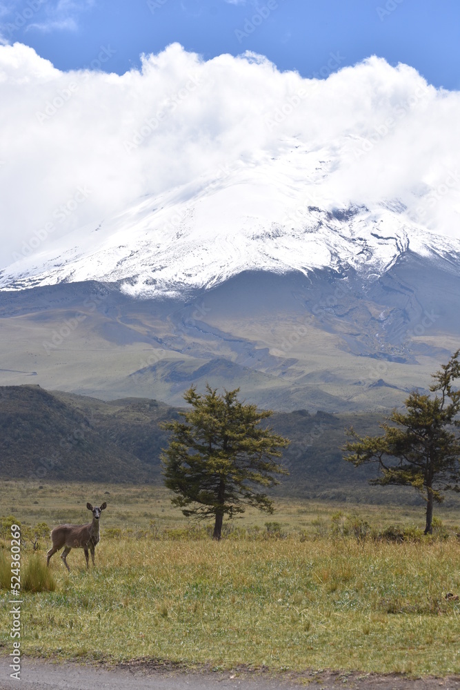 Beautiful deer on the slopes of the cotopaxi volcano Beautiful deer on the slopes of the cotopaxi volcano