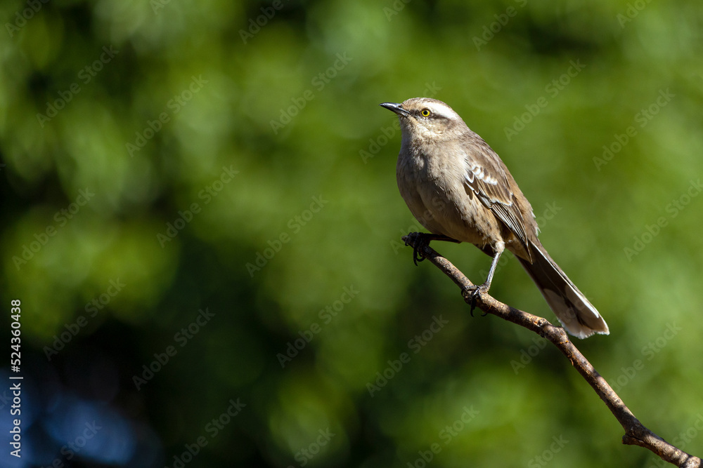 Obraz premium The chalk-browed mockingbird or 
