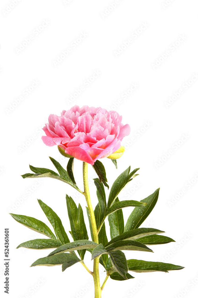 One double flower, stem and leaves of a pink peony (Paeonia lactiflora)
