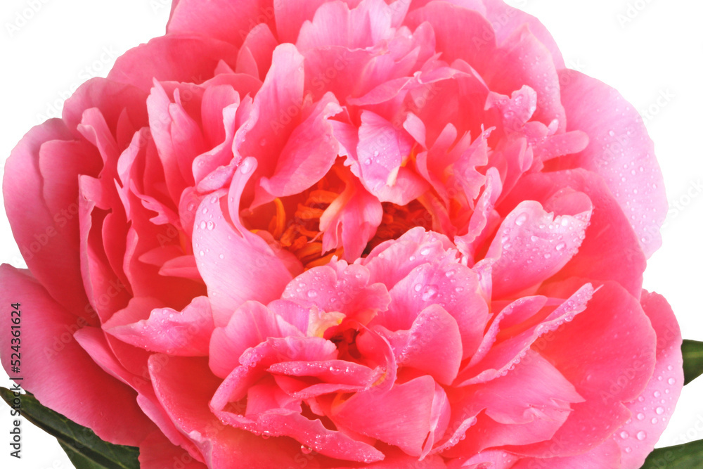 Close-up of a double-flowered pink peony (Paeonia lactiflora) 