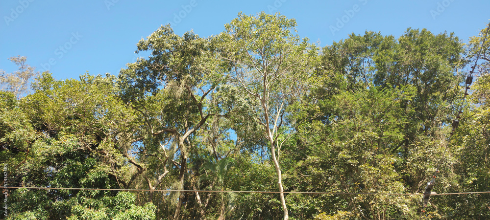 Fototapeta premium forest bush grass foliage tropical vegetation bromeliad flower tree trunk texture leaf green life wall stone rock bamboo forest woods ground dust granite sun sky alley ivy moss fungus hedge plant