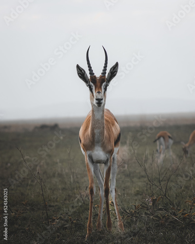 Photograph of a male gazelle (springbok) looking at the camera during a safari in the Serengeti National Park in Tanzania. Impala antelope in African savannah. photo