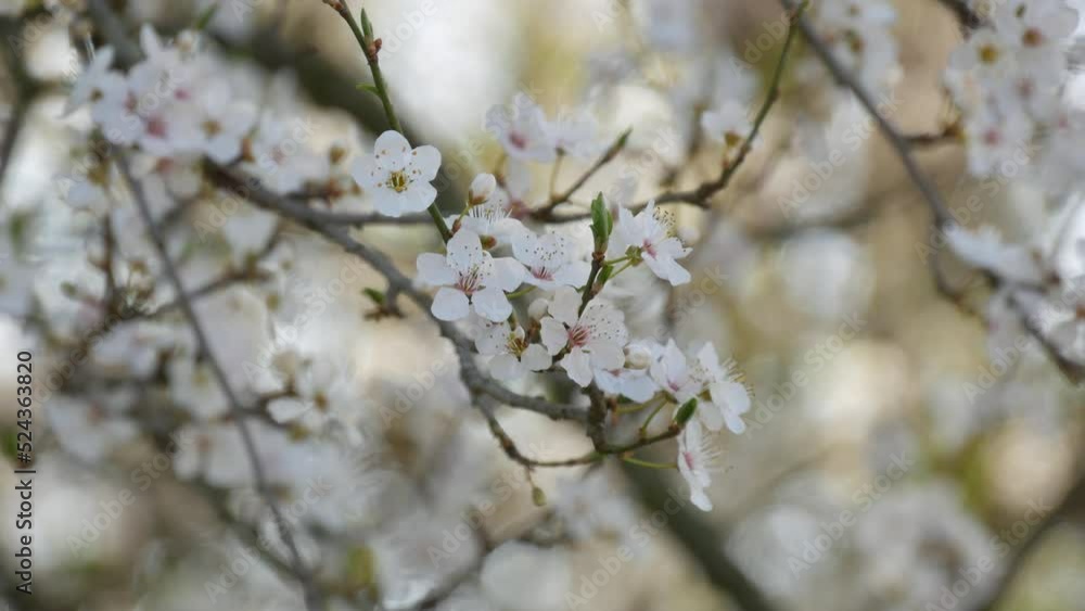 Cherry tree densely blooming with white flowers against the sky on a spring day Cherry tree densely blooming with white flowers against the sky on a spring day