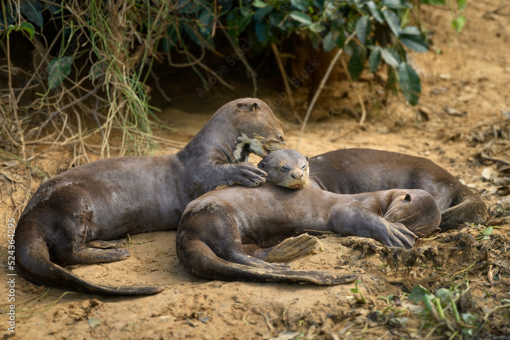Fototapeta premium Lobo gargantilla en familia, Pantanal , Brasil