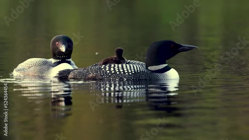 Common loon in Maine at Sunrise 