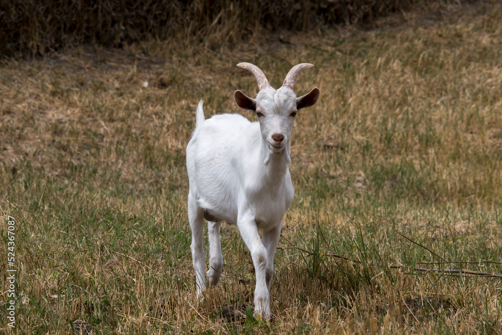 Young goats. (Capra aegagrus hircus. ) Young goats. (Capra aegagrus hircus. )