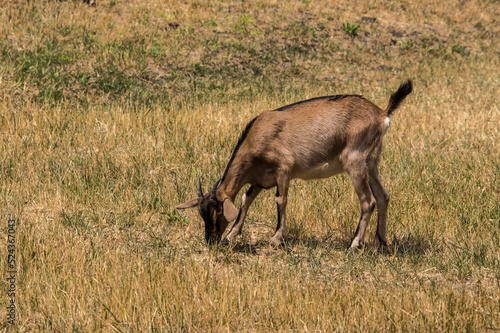 Fototapeta Naklejka Na Ścianę i Meble -  Young goats. (Capra aegagrus hircus. )