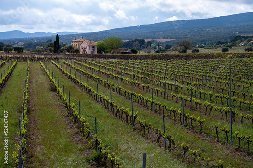 Green vineyards of Cotes de Provence in spring  Bandol wine region  wine making in South of France