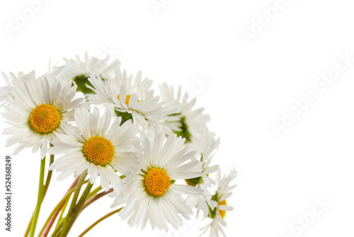 Bunch of beautiful daisy flowers on white background