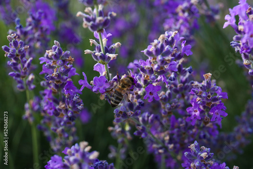 Closeup view of beautiful lavender flowers with bee in field