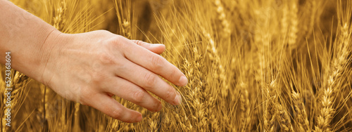 Woman in field with ripe wheat, closeup. Banner design