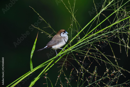 Australian Double-barred Finch -Taeniopygia bichenovii, Nominate race- perched eating grass seeds dark green background photo