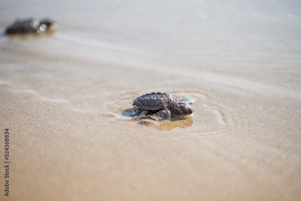 Pequeña tortuga caminando por la arena.