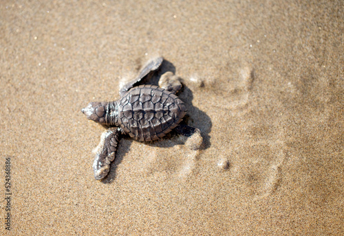 Tortuga bebe caminando por la arena. © Stacy