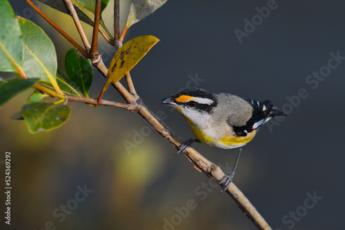 Canvas Print Australian male Striated Pardalote -Pardalotus striatus- perched branch over wat