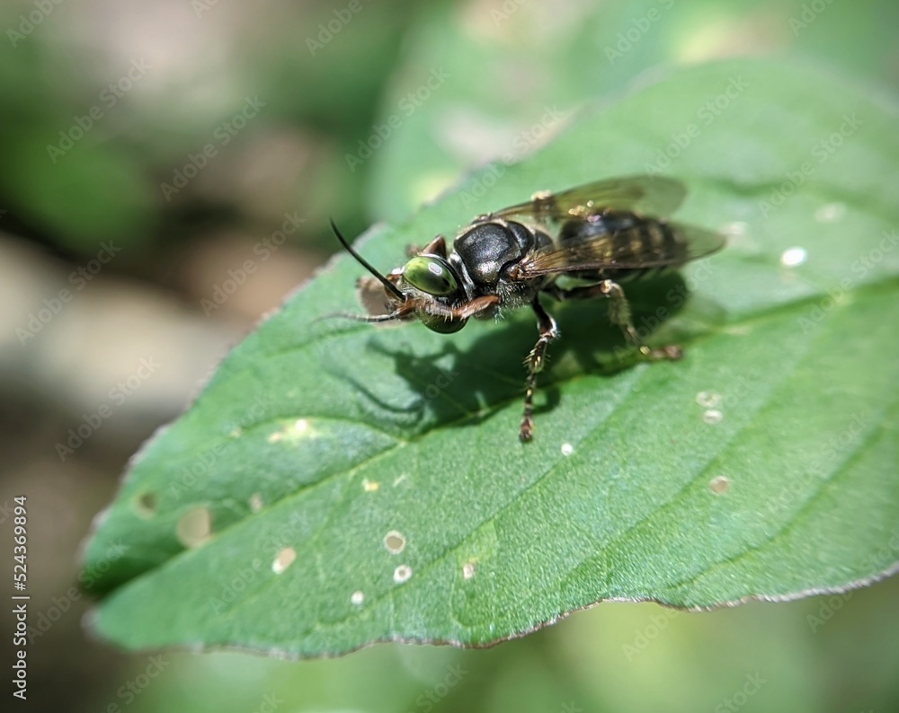 Bee resting on leaf Bee resting on leaf