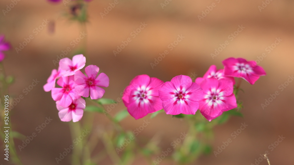 Small beautiful flowers in red tons. Small beautiful flowers in red tons.