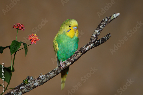 Australian male Budgerigar -Melopsittacus undulatus- perched tree branch resting strong afternoon light 