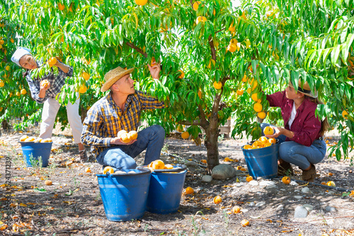 International team of skilled farm workers harvesting ripe peaches in summer fruit garden ..
