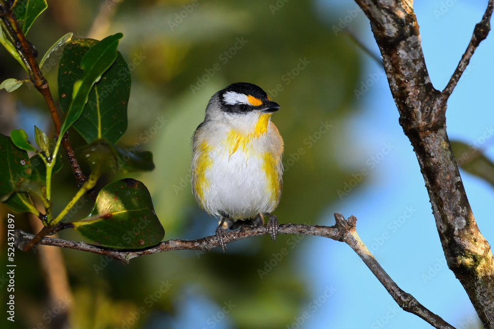 Fototapeta premium Australian adult male Striated Pardalote hiding in thick bush slightly damp from overnight dew