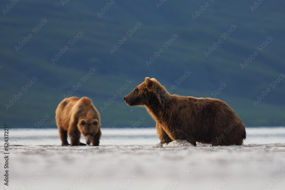 Brown bear (Ursus arctos) hunting for salmons Brown bear (Ursus arctos) hunting for salmons