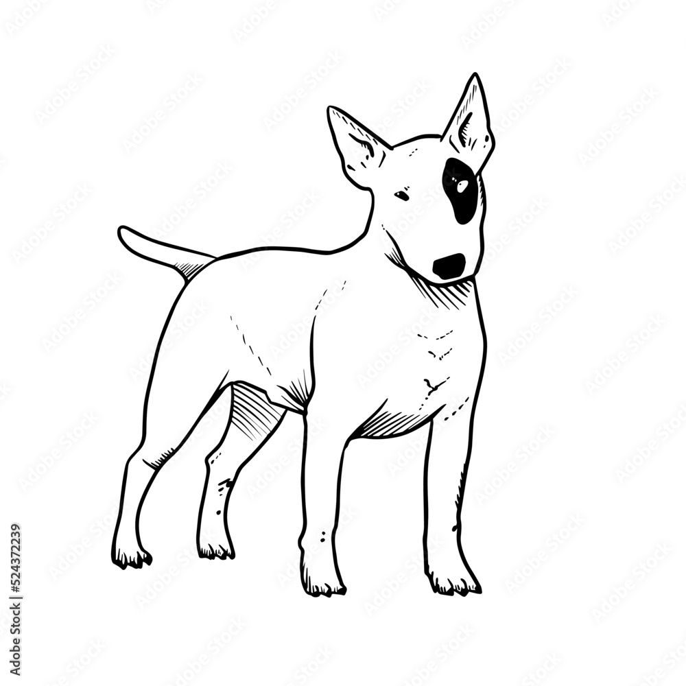 Bull-Terrier vector hand drawing illustration in black color isolated on white background