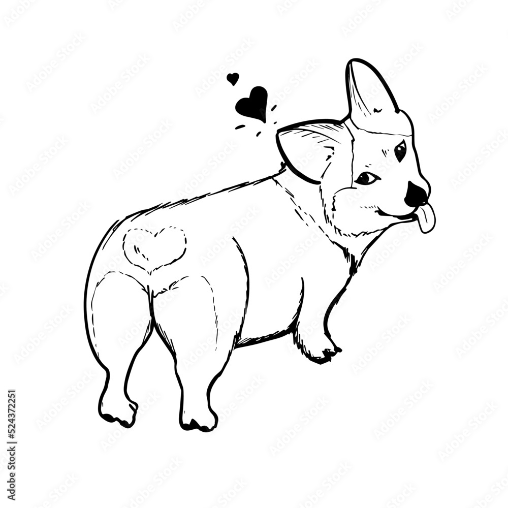 Corgi vector hand drawing illustration in black color isolated on white background