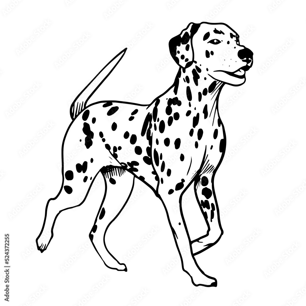 Dalmatian vector hand drawing illustration in black color isolated on white background