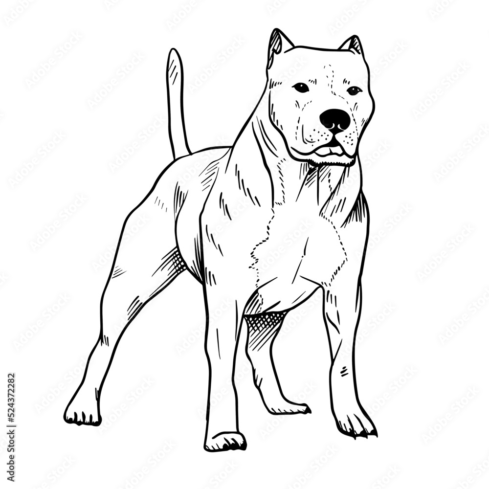 Pitbull vector hand drawing illustration in black color isolated on ...