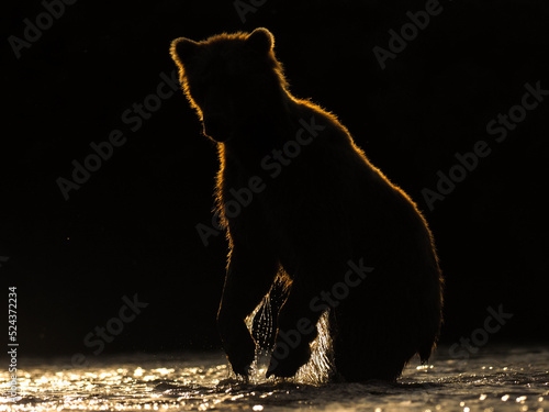 Silhouette of the big brown bear (Ursus arctos) photo