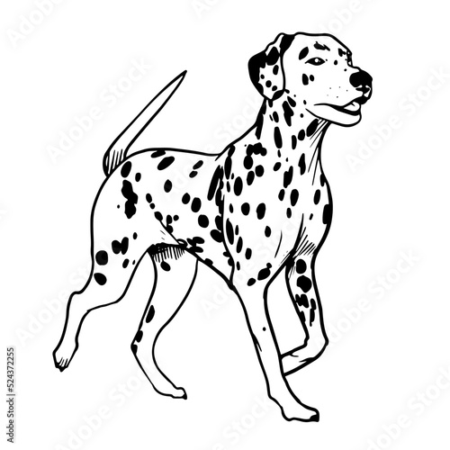 Dalmatian vector hand drawing illustration in black color isolated on white background