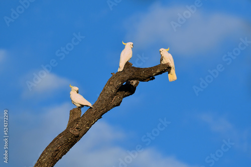 Three Sulphur-crested Cockatoos -Cacatua galerita- perched on an old tree resting in the early morning sunlight  photo