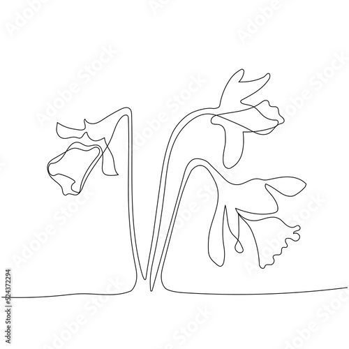 Continuous one line drawing of daffodil flowers. Vector illustration on isolated background.
