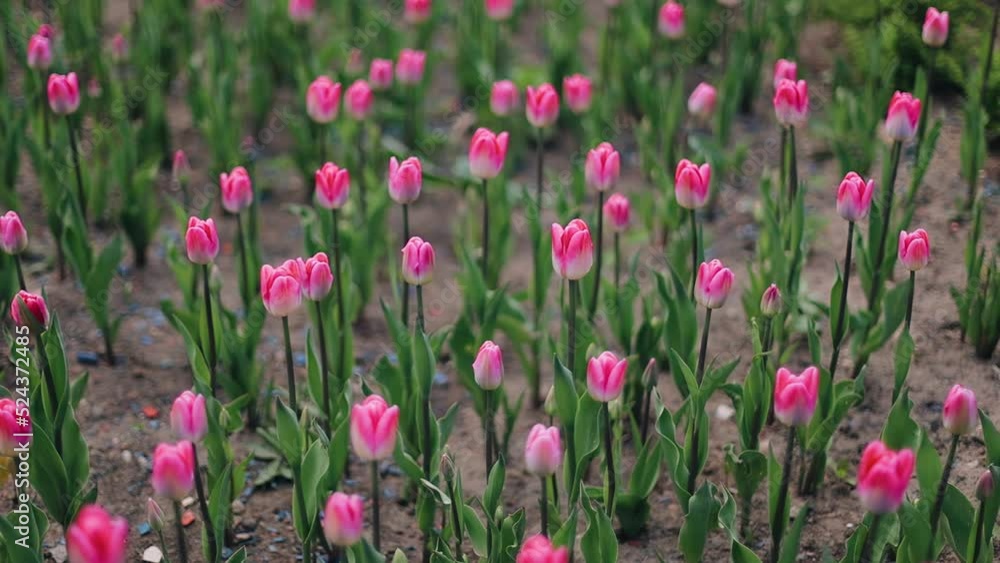 Stunning tulips swing in the flowerbed from the wind. Shooting flowers in motion close-up Stunning tulips swing in the flowerbed from the wind. Shooting flowers in motion close-up