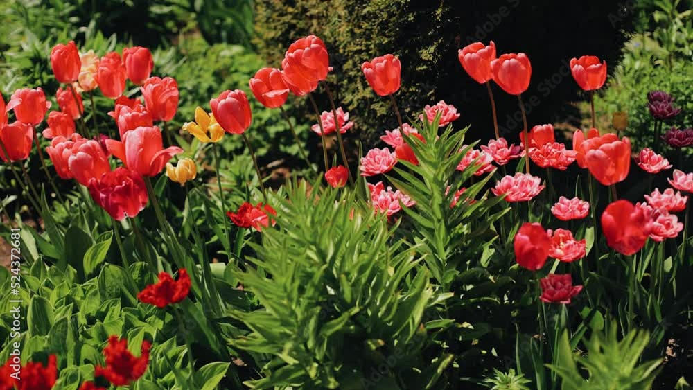 Beautiful flowers of bright red color on a flower bed in the garden. Smooth shooting of colors Beautiful flowers of bright red color on a flower bed in the garden. Smooth shooting of colors