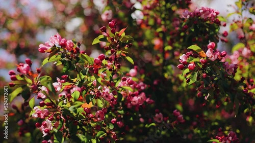 Wallpaper Mural Beautiful flower buds are blooming on the tree. Close-up of flowers on a tree Torontodigital.ca