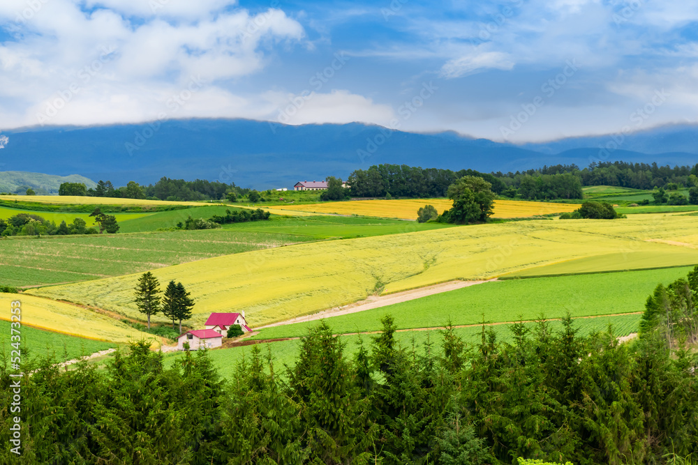 Obraz premium 美瑛、赤い屋根の家がある丘の風景