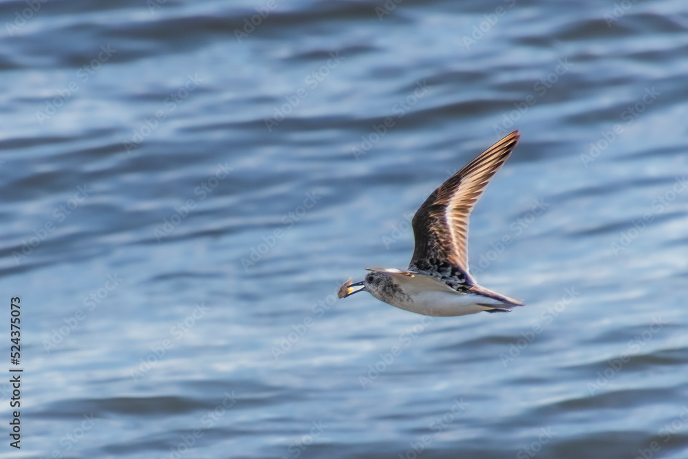 Sanderling Sandpiper or Semipalmated Sandpiper with breakfast flying over the ocean Sanderling Sandpiper or Semipalmated Sandpiper with breakfast flying over the ocean