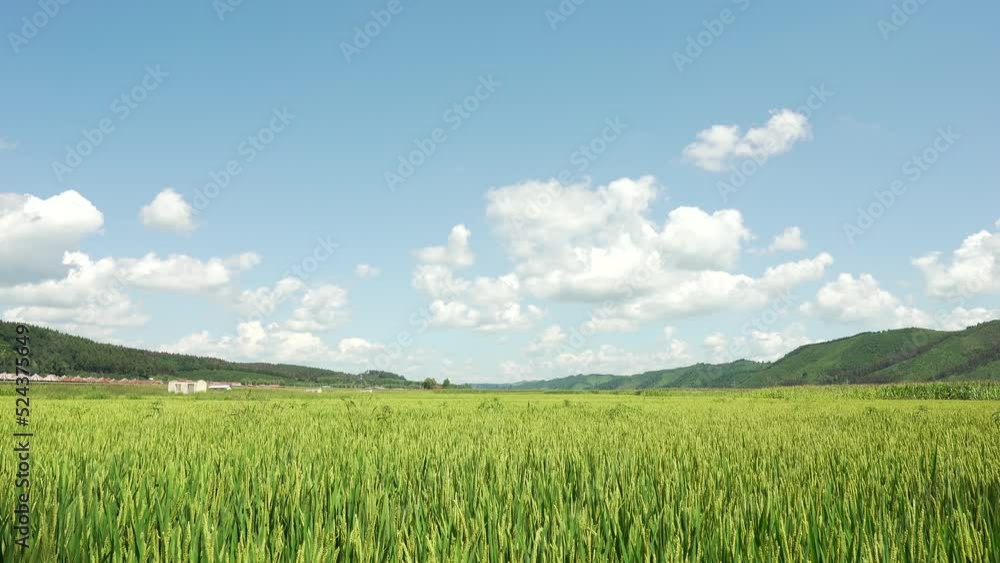 Large-scale rice fields planted in Northeast China in mid-August Large-scale rice fields planted in Northeast China in mid-August